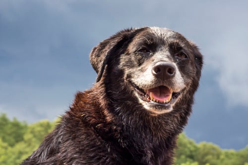 perro cafe sonriendo