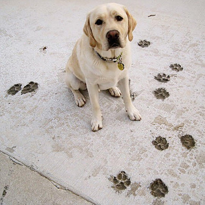 perrito marcó sus huellas en el suelo