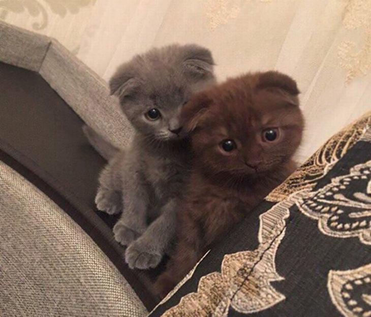 dos gatos tiernos