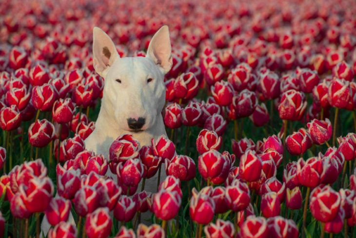 perrita con tulipanes rojos