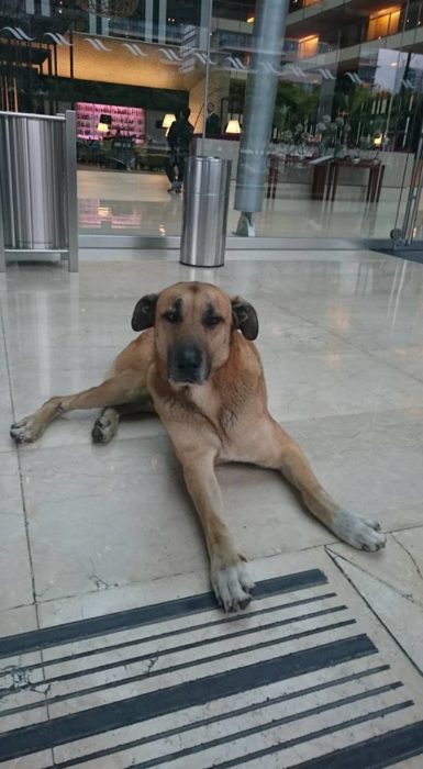 perrito esperando fuera del hotel