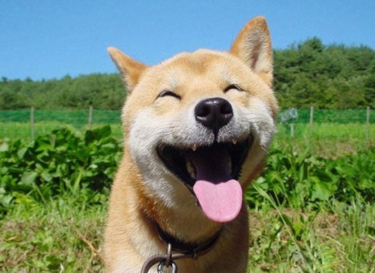 perro cachetón sonriendo