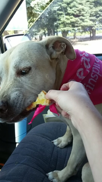 labrador comiendo trozo de hamburguesa