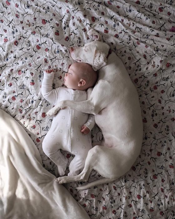 perro blanco duerme abrazando a un bebé dormido