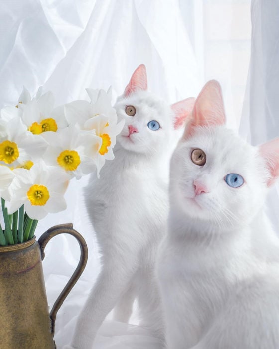 gatas blancas posando al lado de un florero