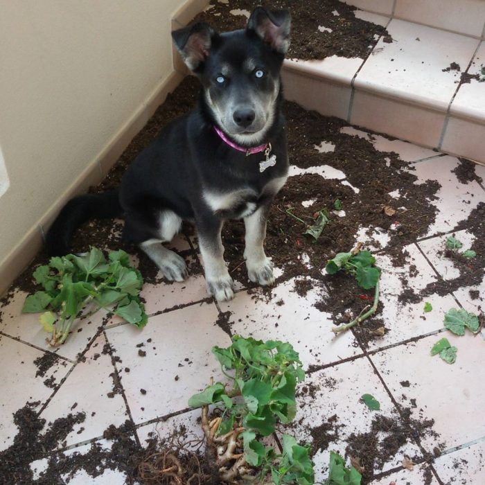 cachorro quebró una maseta