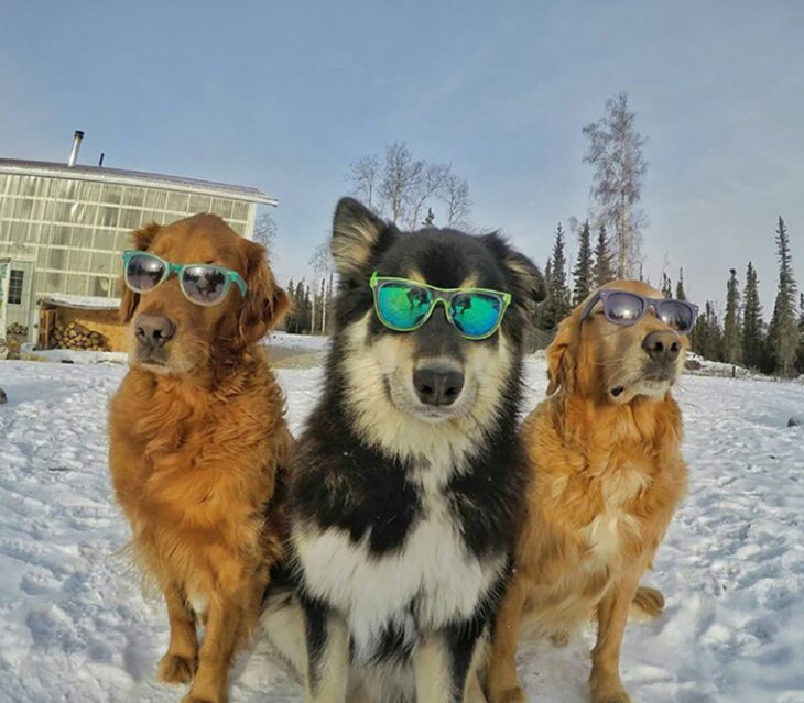 perros con lentes