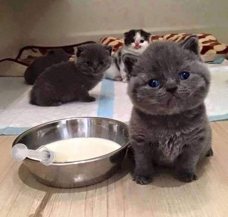 gato cachetón junto a un tazón de leche