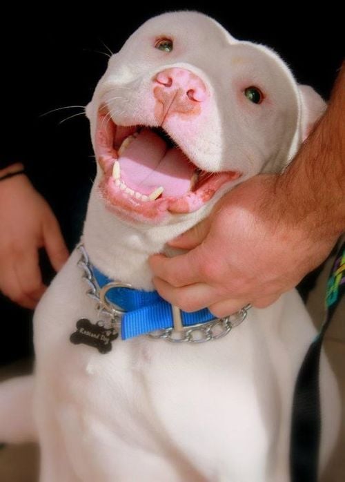 pitbull sonriendo