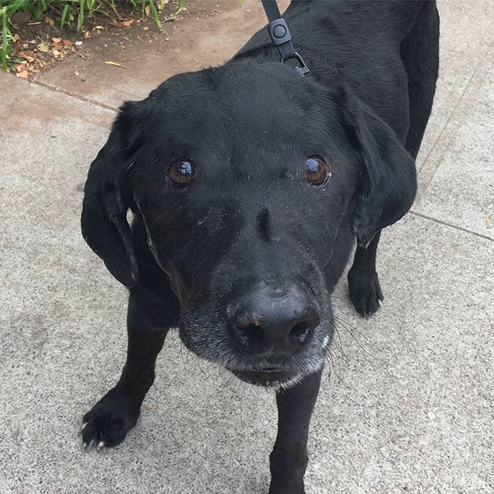 labrador negro