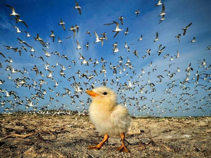 pollito en suelo mientras en el cielo hay cientos de pájaros