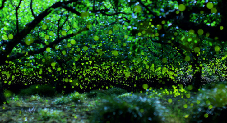 bosque frondoso con luciérnagas