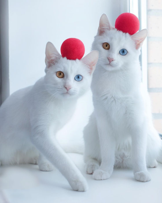 gatas con bola roja en la cabeza