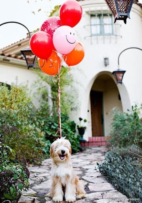 perro sonriente con globos