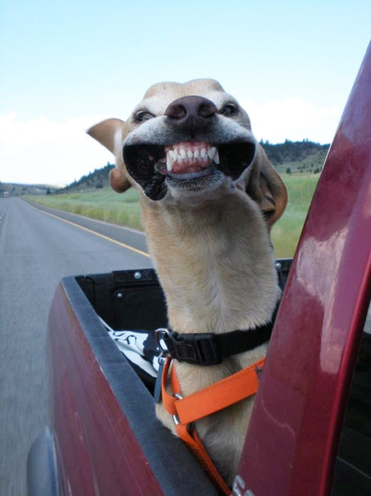 perro en una camioneta