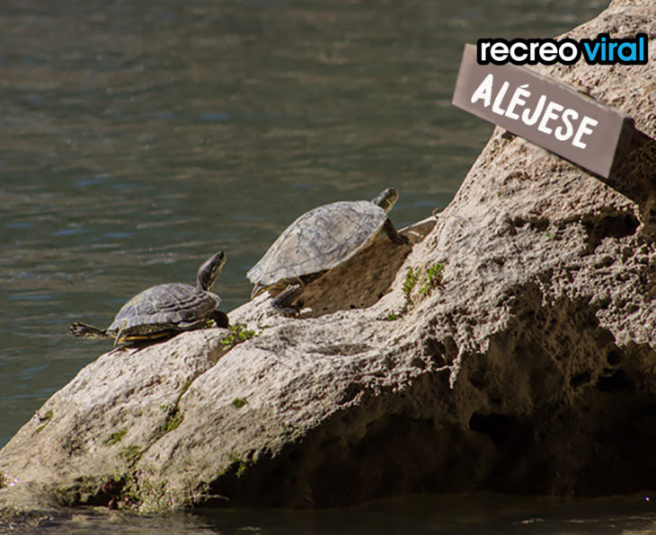 tortugas en roca