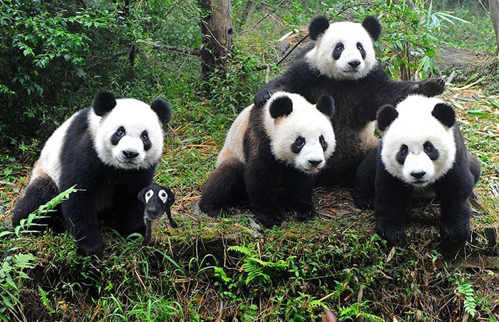 labrador entre pandas