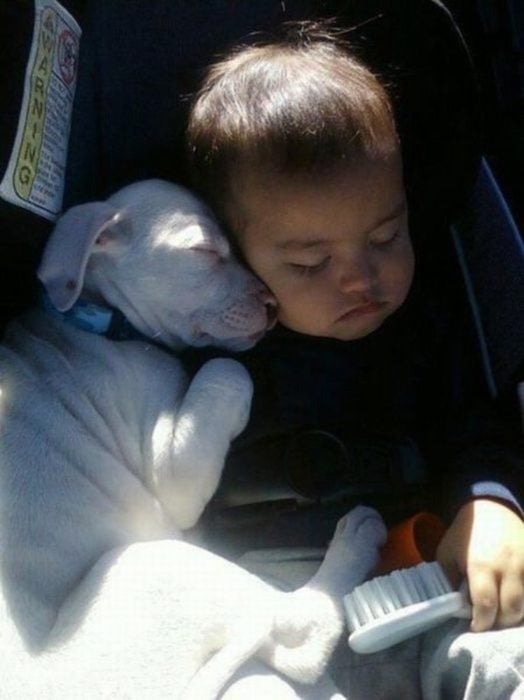 perrito blanco y niño dormidos en el carro