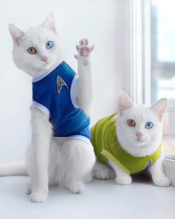 gatas con camisetas