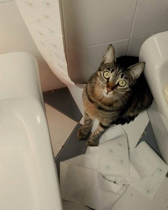 gato en el baño