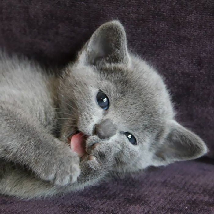 gatito gris lamiendo su patita
