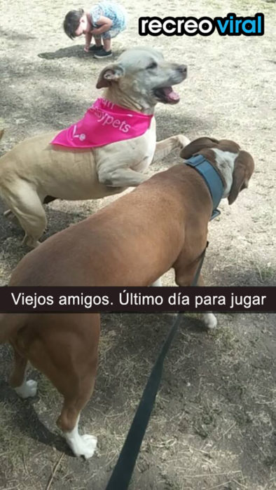 dos perros en el parque