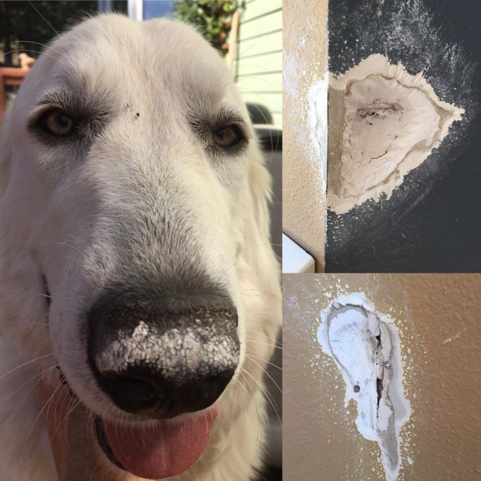 perrito con polvo de la pared en su nariz