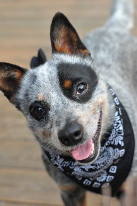 perrito con mancha en el ojo sonriendo