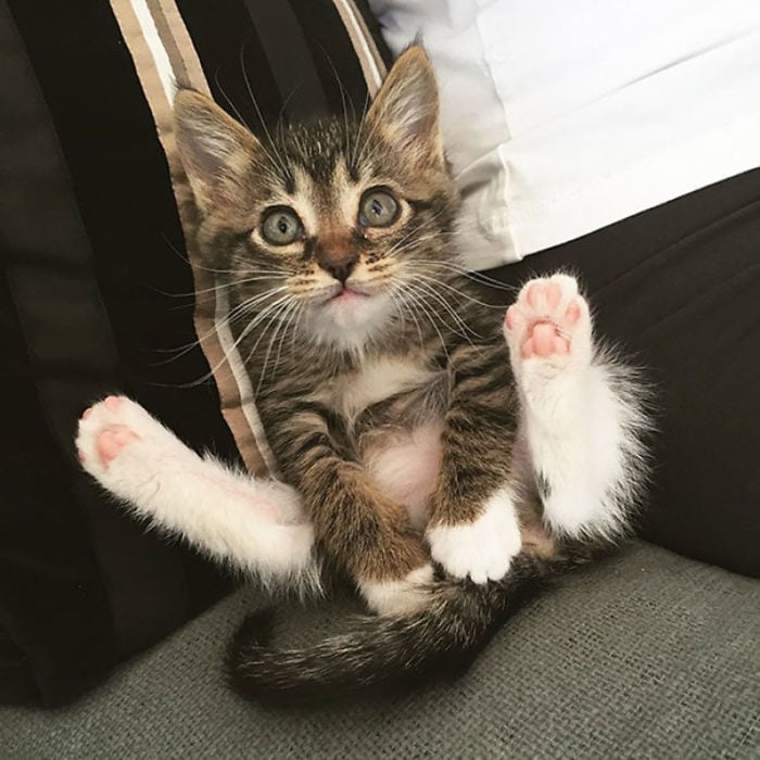 gato con las patas abiertas