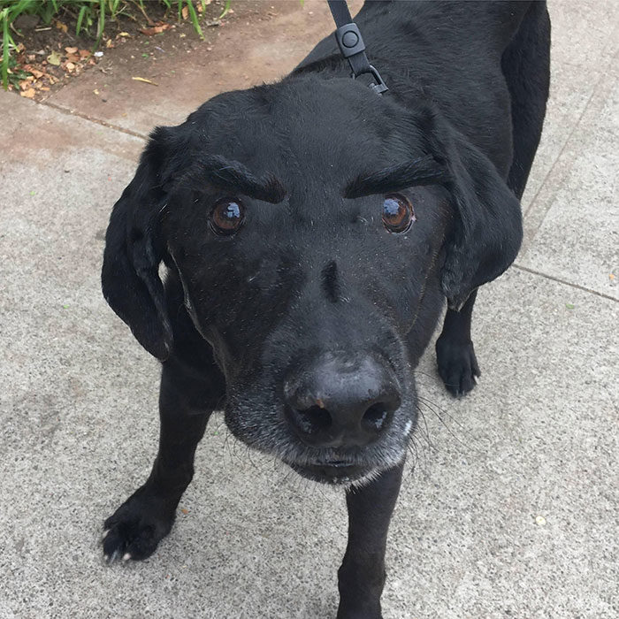 perro con cejas