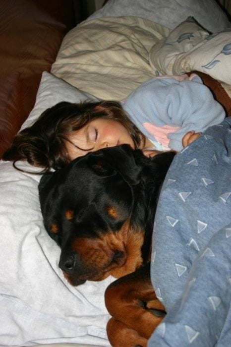 rottweiler y niña dormidos