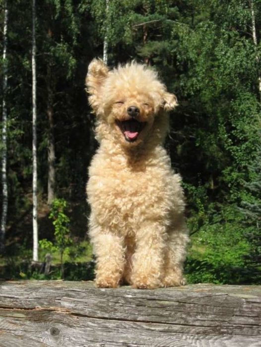 perrito en la anturaleza sonriendo