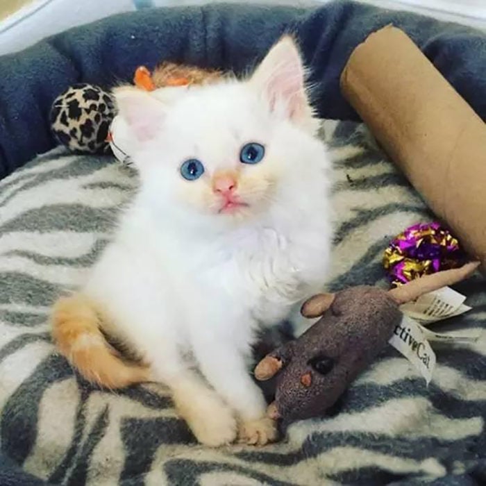 gato blanco con la cola café