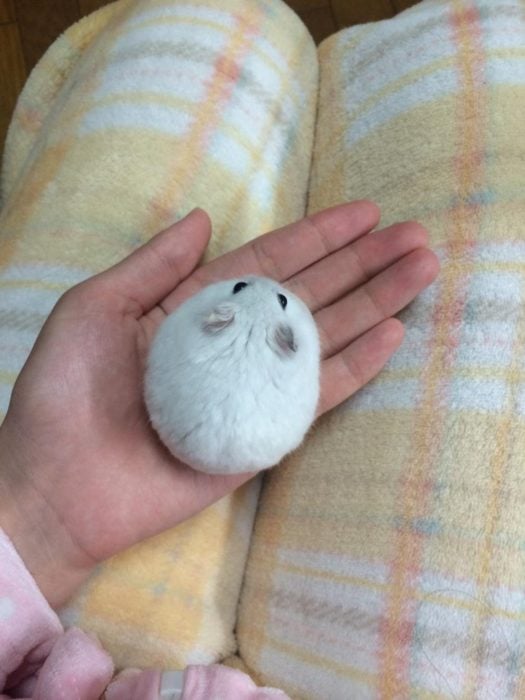 hamster perfectamente redondo