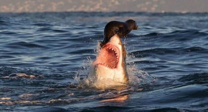 foca en boca de un tiburón