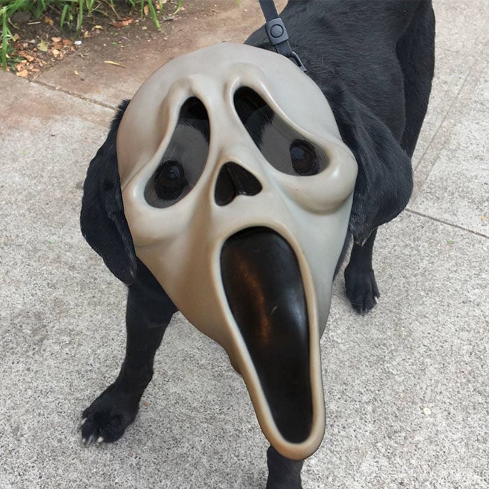 perro con máscara de scary movie