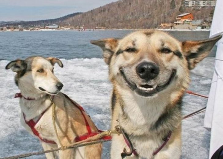 huskies sonriendo