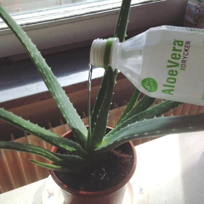 regando aloe vera con agua de aloe vera