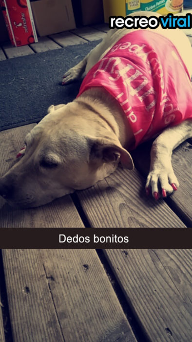 perrita recostada con las uñas pitnadas