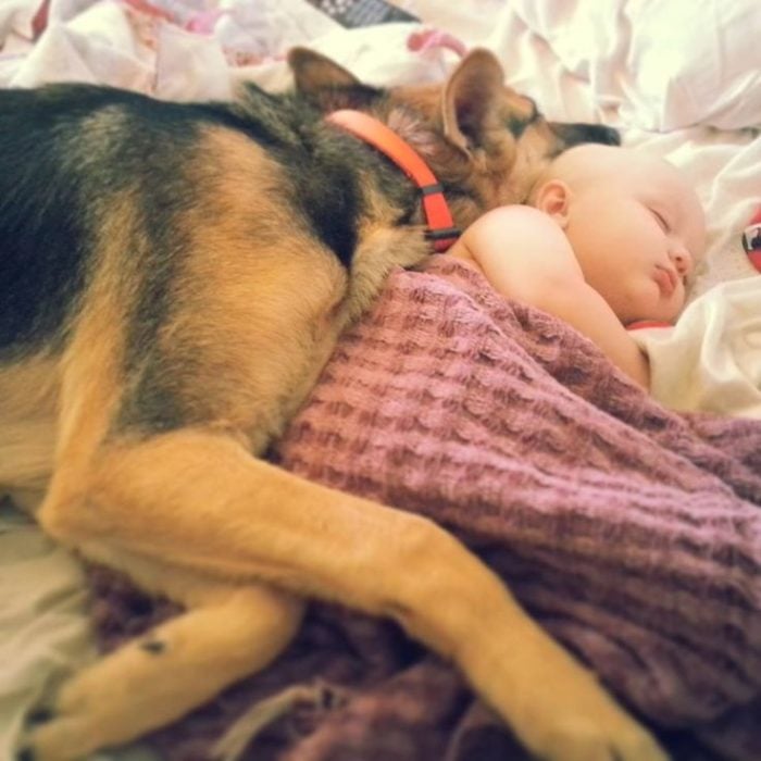 pastor alemán durmiendo con bebés