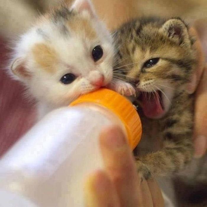 gatos tomando leche de un biberón