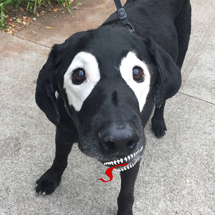 perrito editado como venom