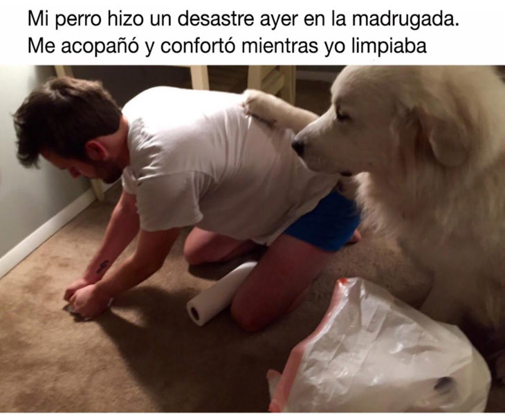 perrito con la pata sobre su humano