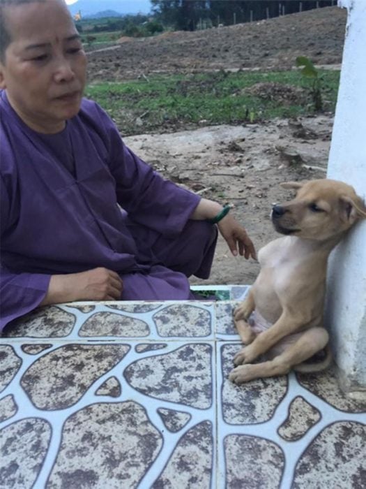 cachorro y monja budista