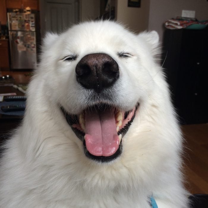 perro blanco sonriendo