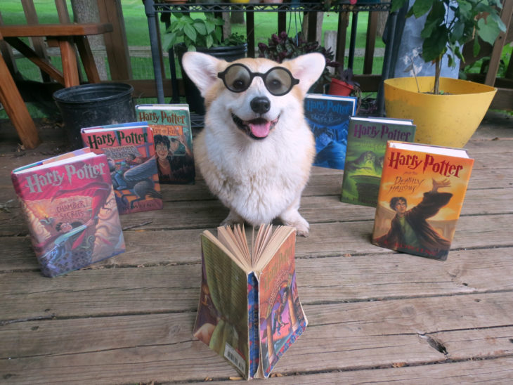 perro con libros de harry potter