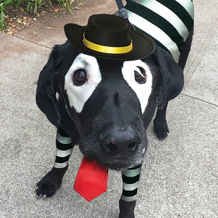 perro photoshopeado hamburglar