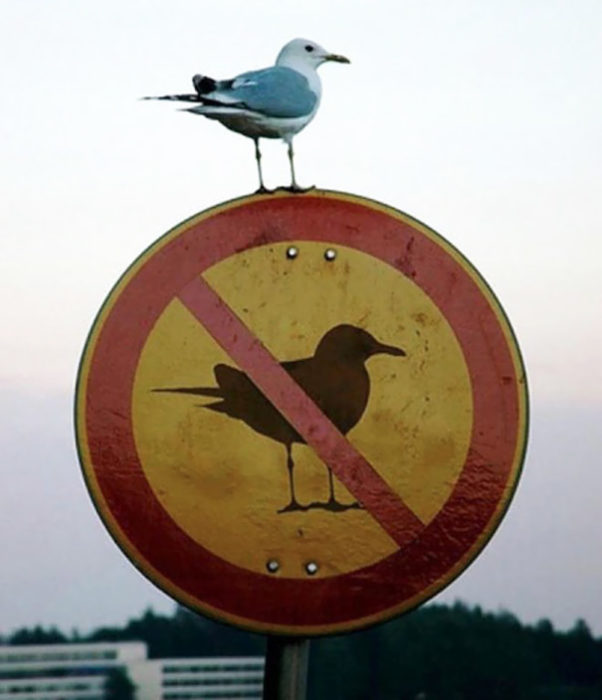 pajaro sobre señal de no se permiten pájaros