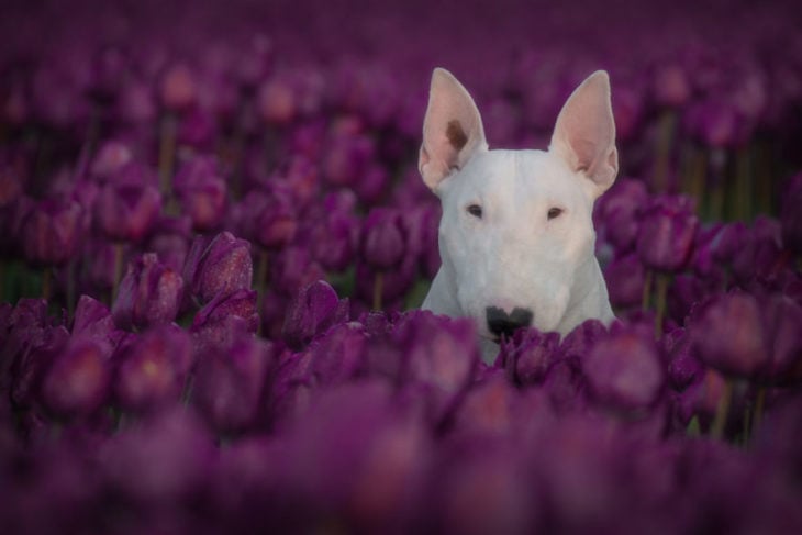 perrita entre flores púrpuras