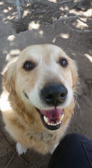 Perra Golden Retriever sonriendo a la cámara